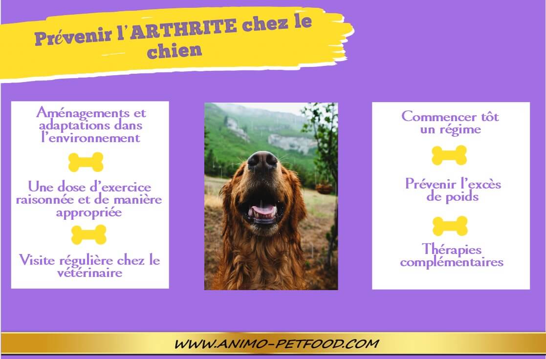 prevenir-arthrite-chez-le-chien